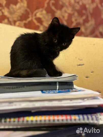 Отдаю в добрые руки маленькую чёрненькую кошечку)