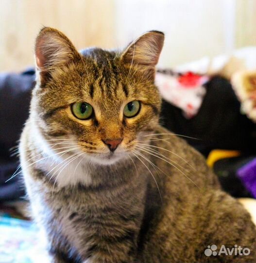 Котик Табби в добрые руки