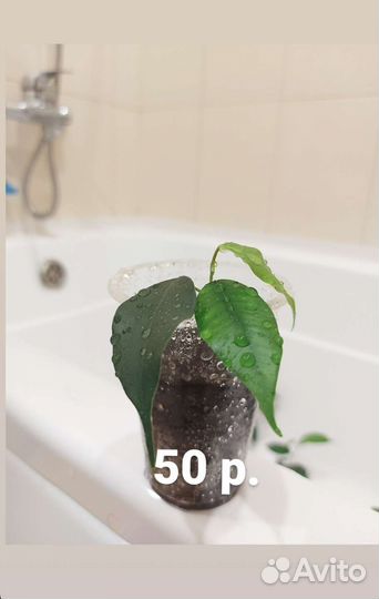 Фикус бенджамина