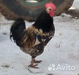 Молодые петухи