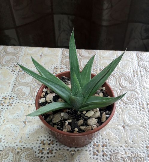 Хавортия Savanna