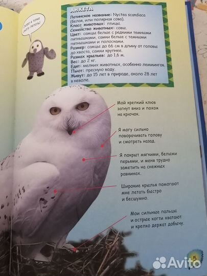 Детские книги про животных