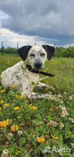 Далматинец