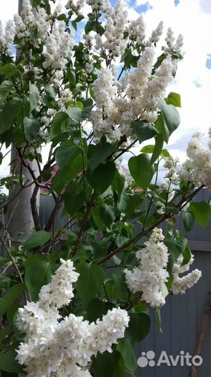 Сирень белая