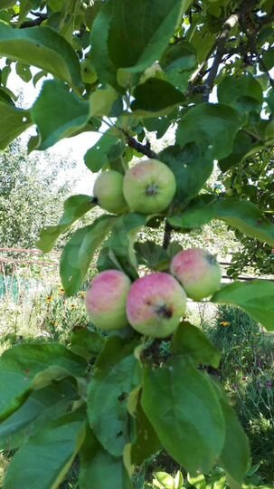 Дача 50 м² на участке 7,8 сот.