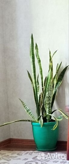 Сансевиерия Лауренти/ щучий хвост/ тёщин язык