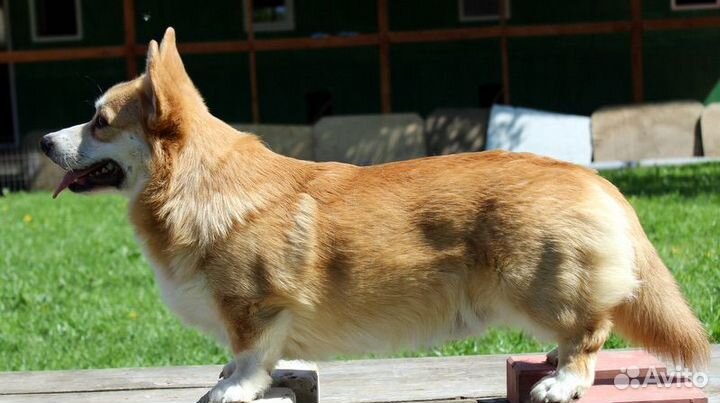 Вельш Корги пемброк вязка