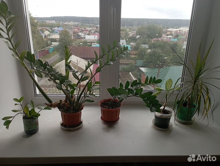 Замиокулькас