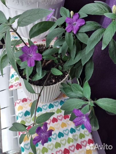 Руэллия фиолетовая