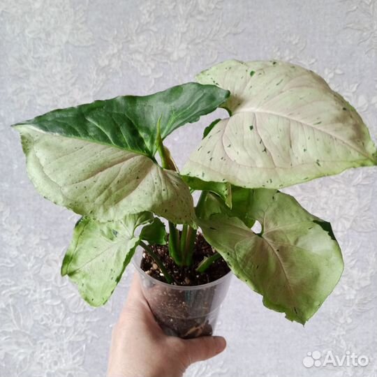 Сингониум Серый Призрак