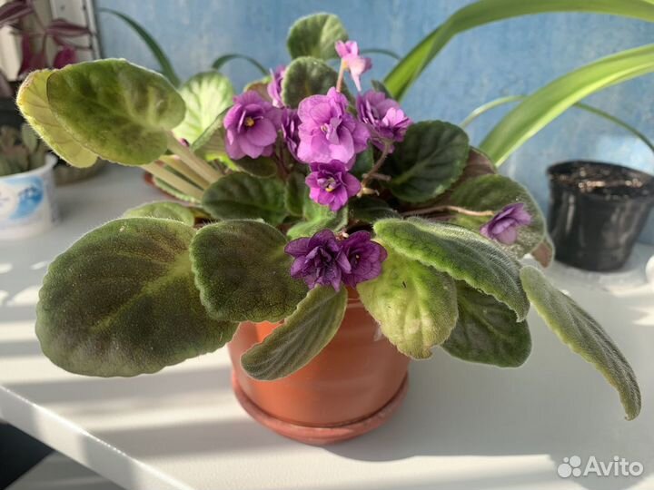 Комнатные цветы