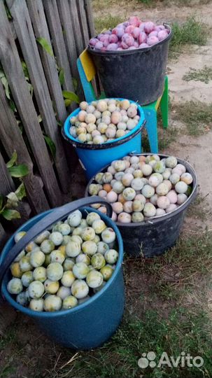Сливы продаю, 10л- 300руб