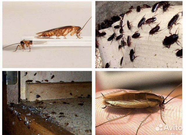 Уничтожение тараканов клопов клещей мышей
