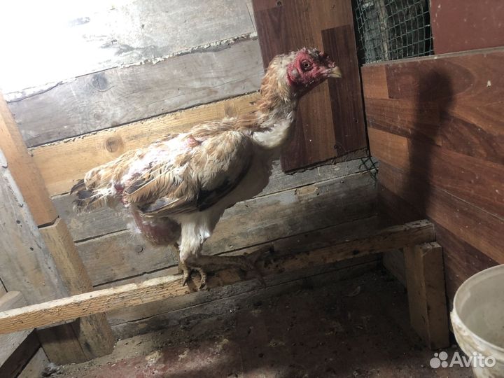 Бойцовая птица