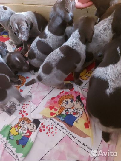 Щенки курцхаара