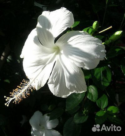 Сортовые гибискусы