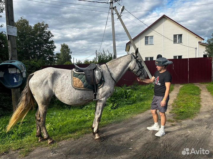 Кобыла