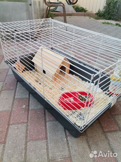 Морская свинка