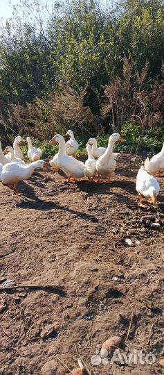 Утки Агидель