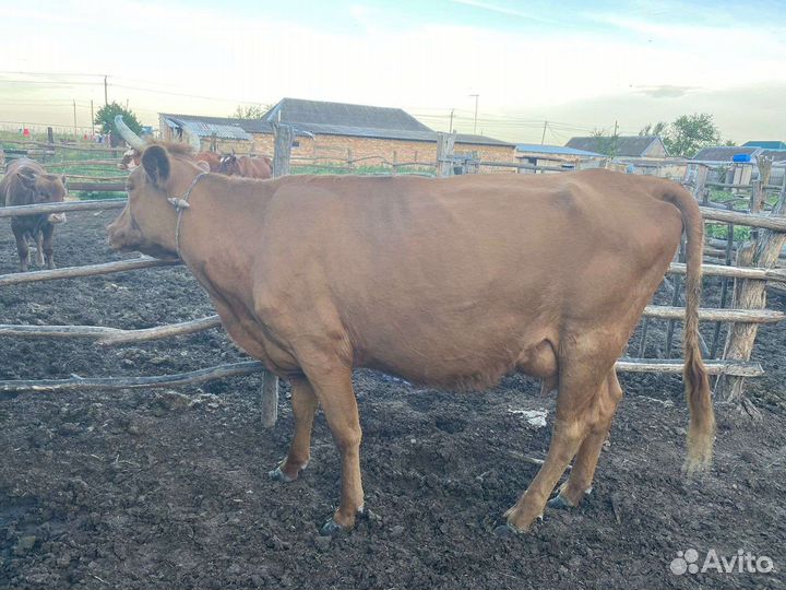 Крупно рогатый скот