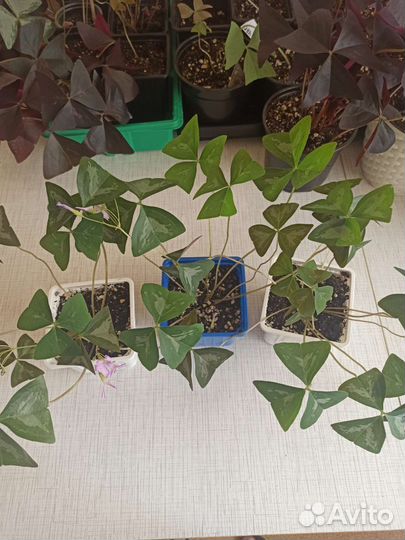 Кислица оксалис, сорт Фани