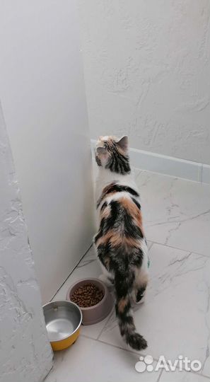 Мура ищет добрые руки