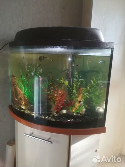 Аквариум с тумбой 40 литров