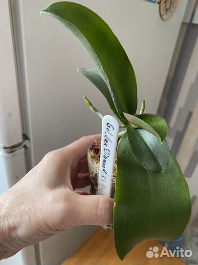 Орхидея фаленопсис