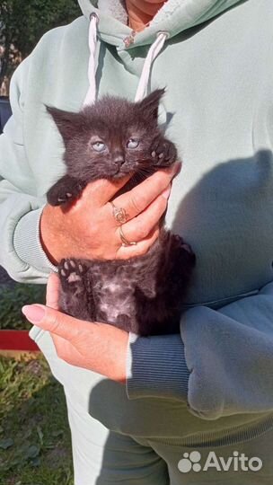 Кошки в добрые руки бесплатно