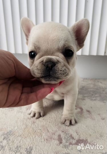 Эксклюзивная кремовая мини девочка