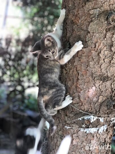 Трехцветный котенок девочка