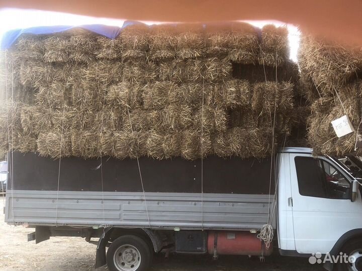 Солома рисовая