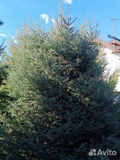 Ель Энгельмана