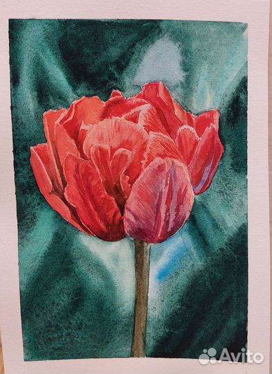Махровый тюльпан акварель