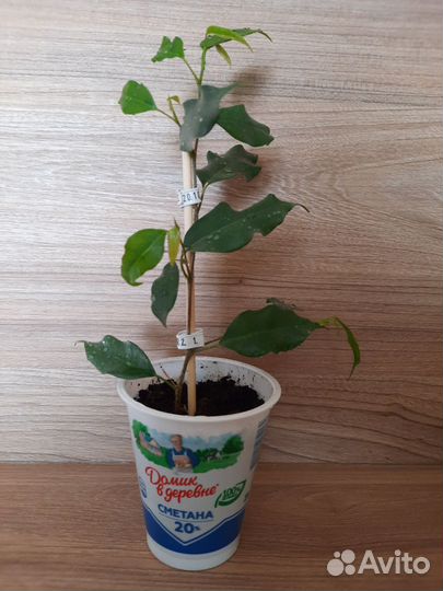 Фикус бенджамина, детка