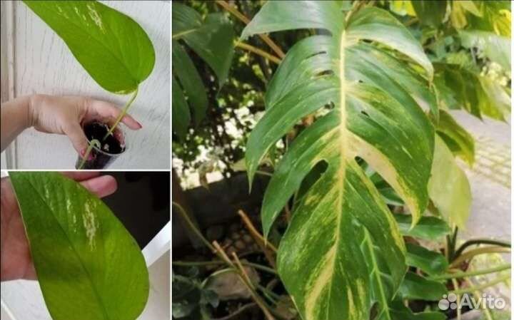 Эпипремнумы продажа 25.08.2023 г