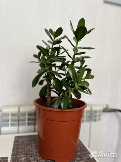 Денежное дерево