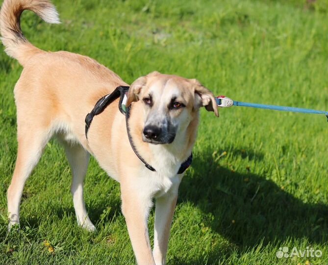 Щенок мальчик