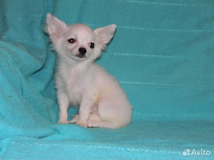 Мини чихуахуа девочка