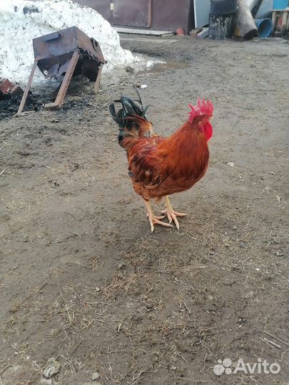 Домашние куриные яйца