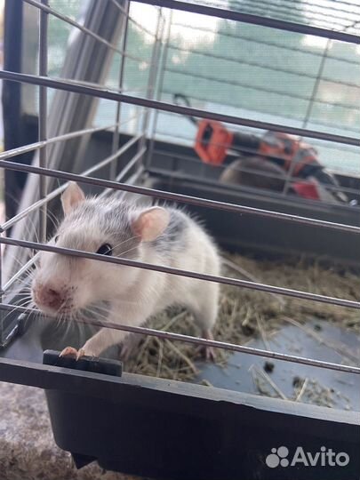 Крыса даром