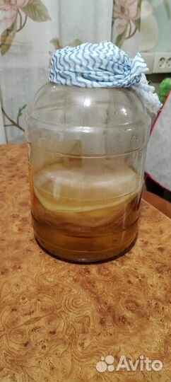 Чайный гриб