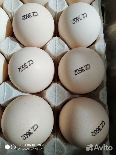Инкубационное яйцо (импорт)
