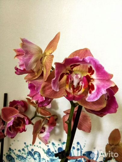 Цветонос орхидеи фаленопсис Пелорик бабочка трил