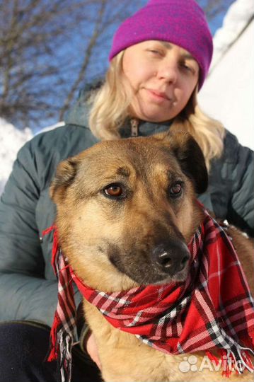 Спасите собаку из приюта