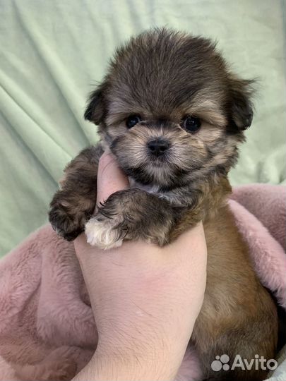 Мальчи Щенок мини Ф1