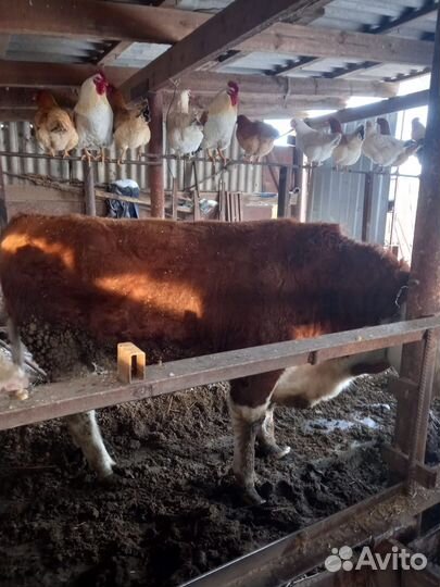 Бык стоячие