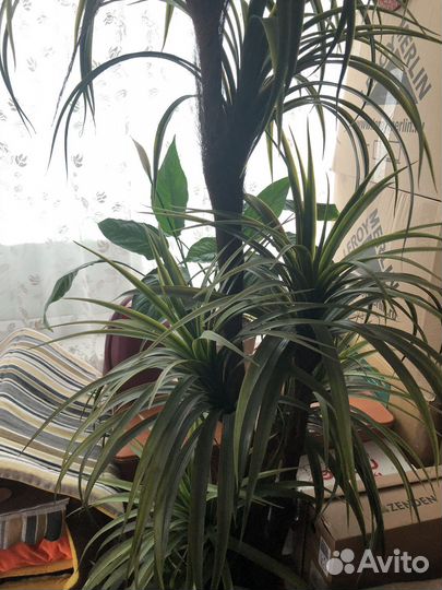 Искусственная пальма бу