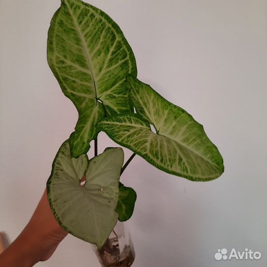 Сингониум срез с корешками