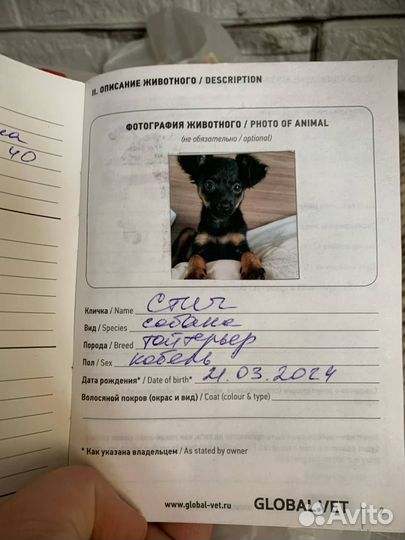 Вязка собак той-терьер